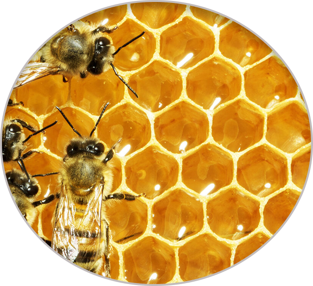Abejas
