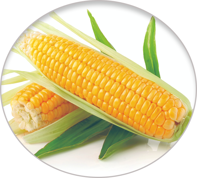 Maíz